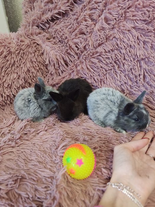 Декоративные кролики супер мини