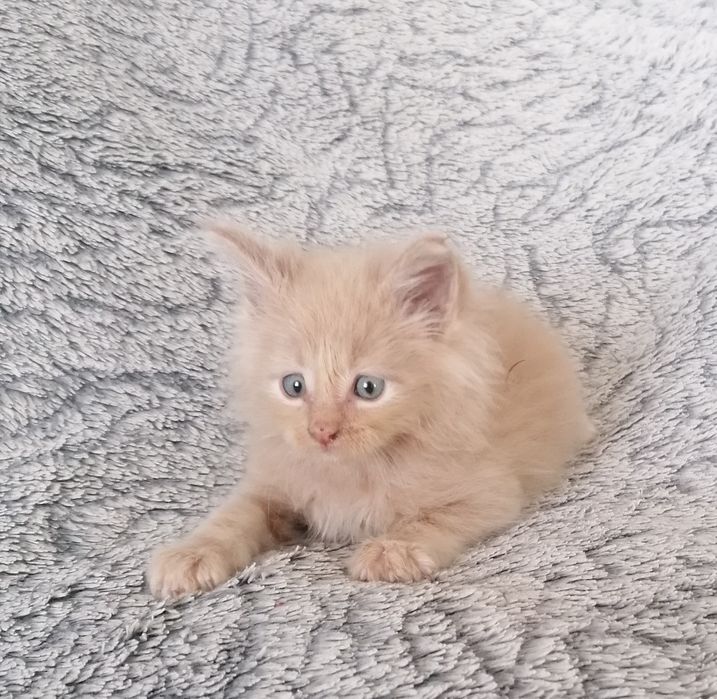 Мейн-кун   котик