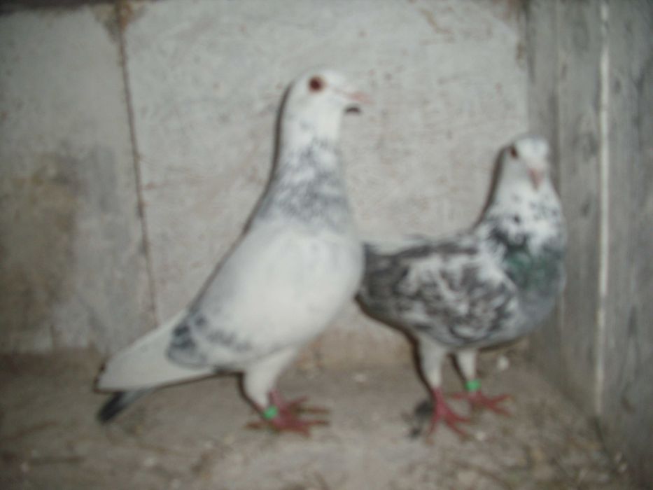 golebie pocztowe para szymle nr2