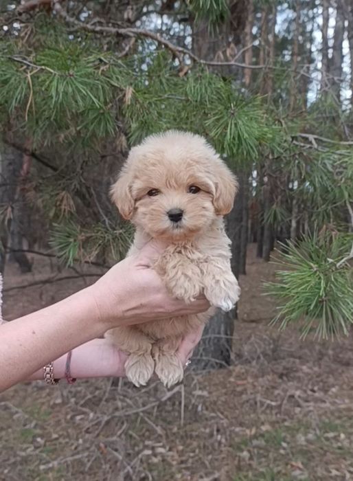 Мини мальчик мальтипу F1