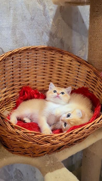 Прямоухие и Вислоухие  котята  золотая шиншилла
