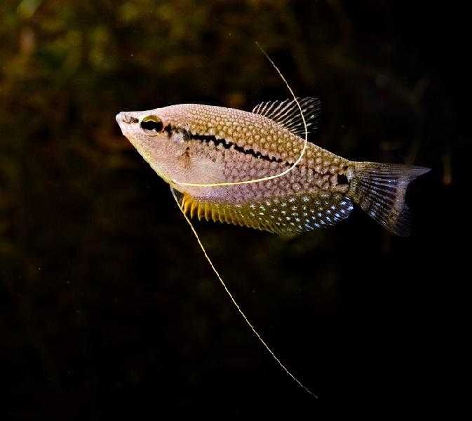 GB Gurami Mozaika - dowóz ryb!