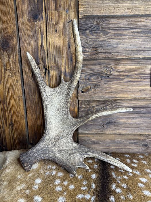 Zrzut łosia łopata badylarz jeleń poroże zrzuty łoś myślistwo nr 12