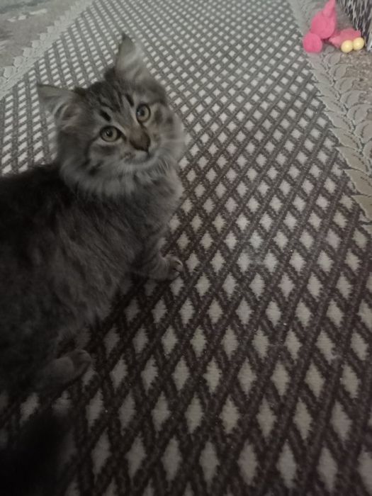 Котик ніжний муркотливий