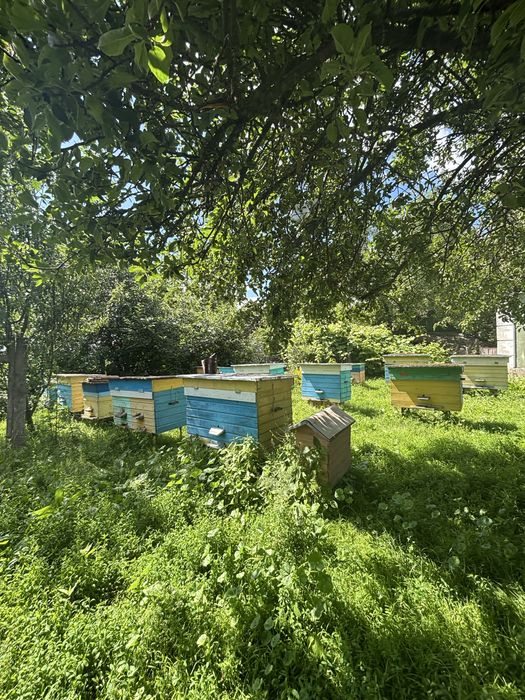 Продам вулики для бджіл