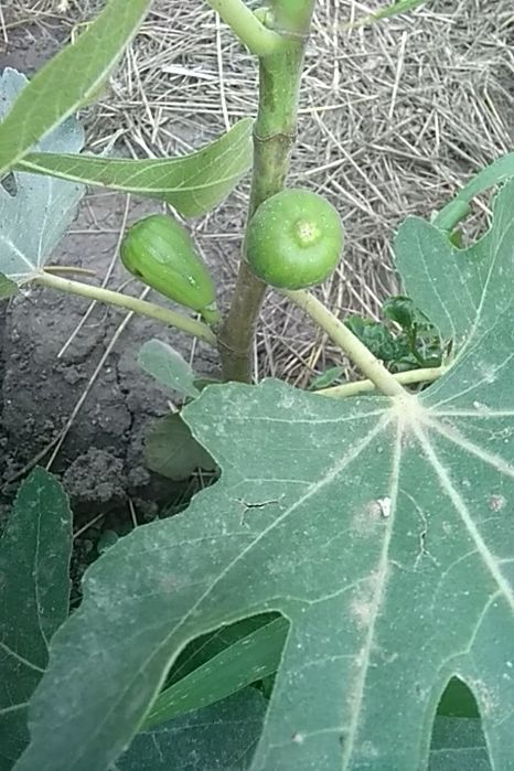 Инжир комнатный 7 сортов, черенки и саженцы