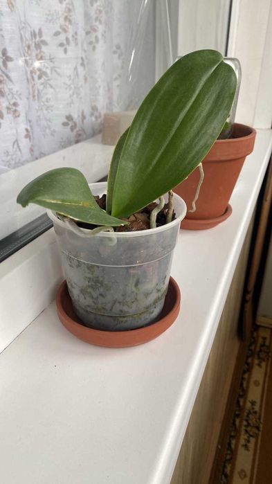 Продам орхидеи - цвет -сюрприз