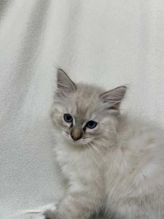 kocurek seal mitted lynx Ragdoll rodowód FPL
