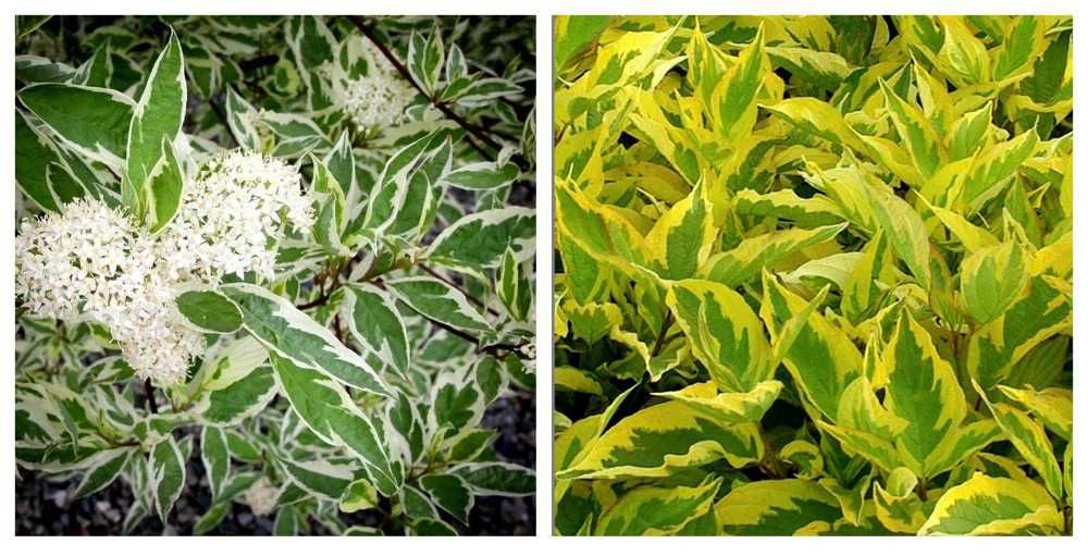 Магония падуболистная вечнозеленая