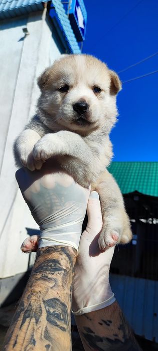 Хасюки- сибірята! Продаж