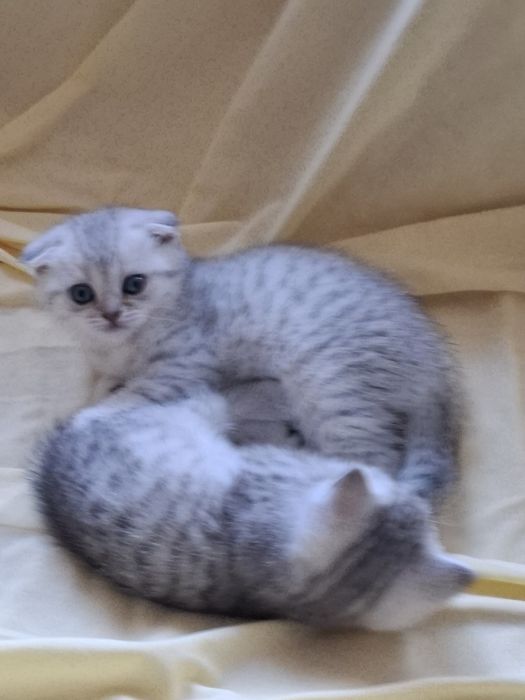 Шотландські кошенята