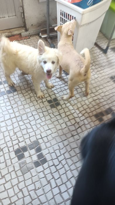 Cachorros machos brancos