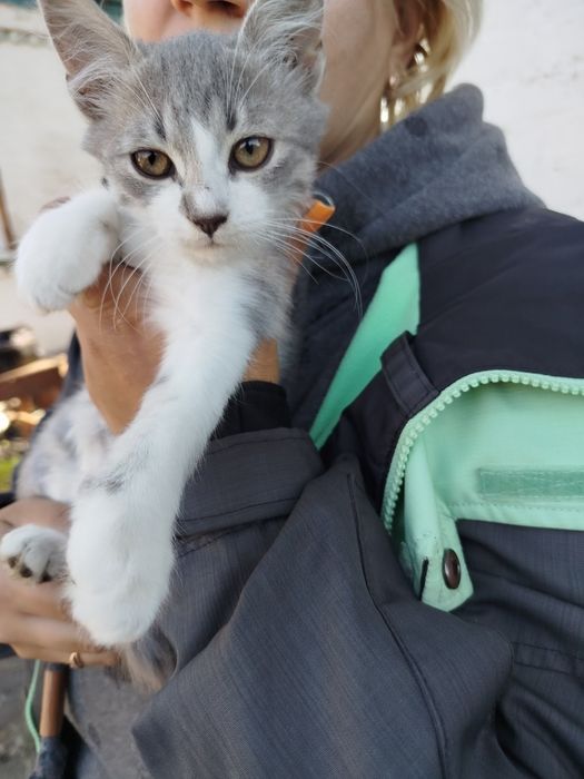 Віддам кошенят 3х місячних