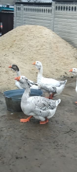 Гуси холмогоры 2000