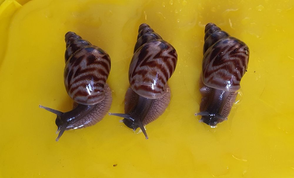 50 грн Ахатина Ретикулята черноголовые альбино  равлики АрхАхатина