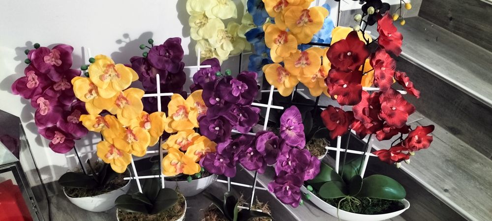 Kwiat storczyk 2-pędowy