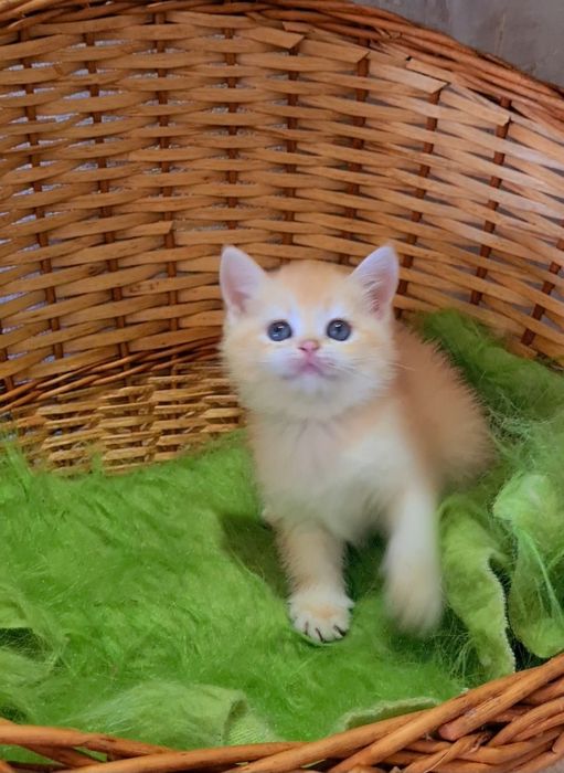 Яркая девочка шиншилла ny12