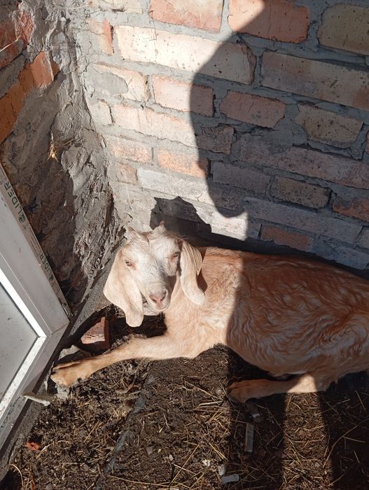 Продам англ нубійське козеня