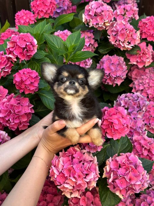 Cudowny chlopiec Chihuahua  dlugowlosy