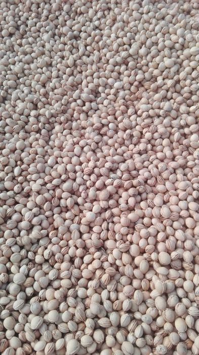 Sucha, czysta pestka wiśni 5kg