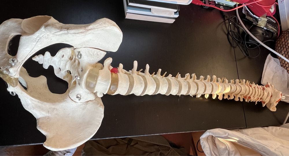 Modelo de Coluna Vertebral Flexivel para estudo