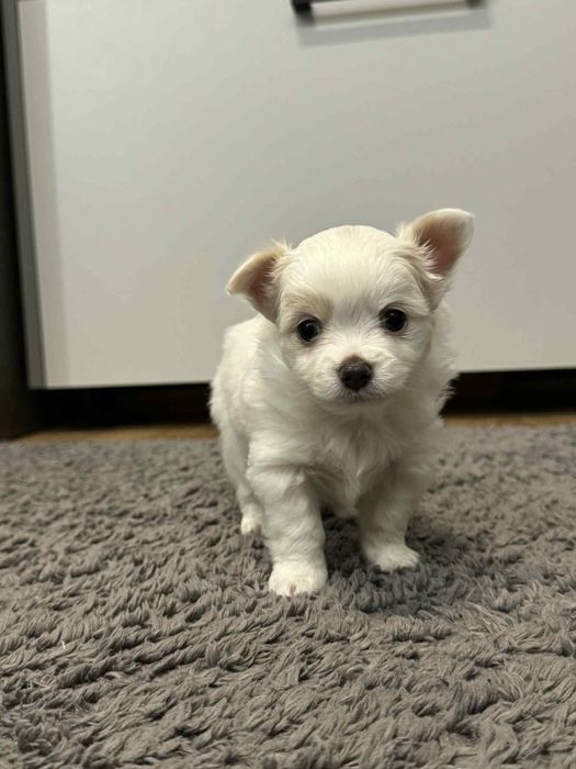 Szczeniaczek Chihuahua długowłosy