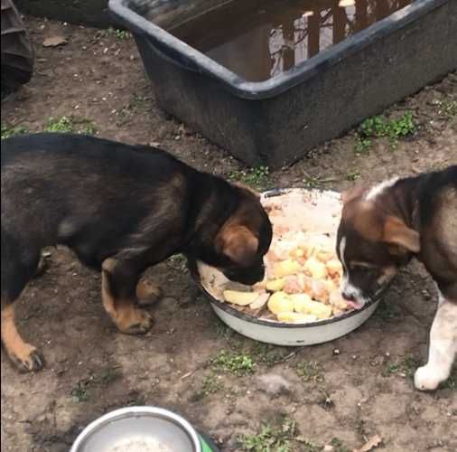 Цуценята в гарні руки