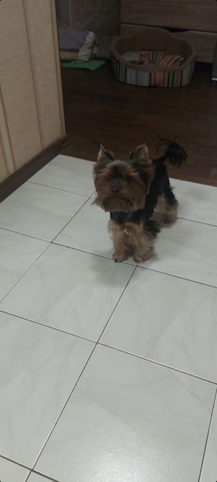 Вязка. Мальчик, красавчик, йорк ищет невесту