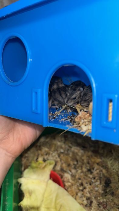 Хомячки джунгарики