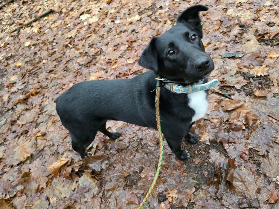Fajna suczka o imieniu Sławka czeka