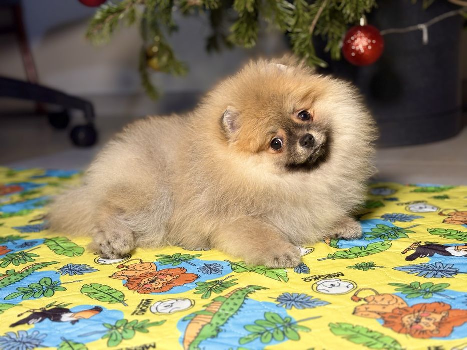 Szpic miniaturowy – wyjątkowa dziewczynka w typie misia