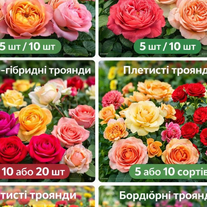 Саджанці троянд багато сортів