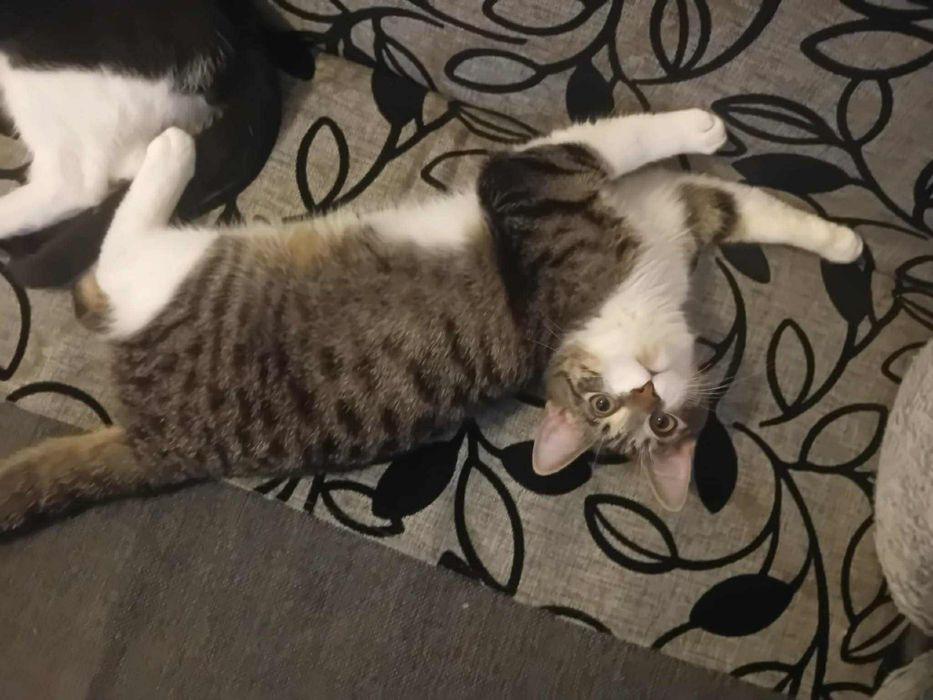 Bury kocurek szuka swojego człowieka