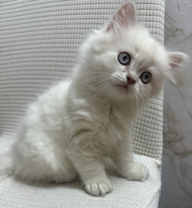 Шотладський котик