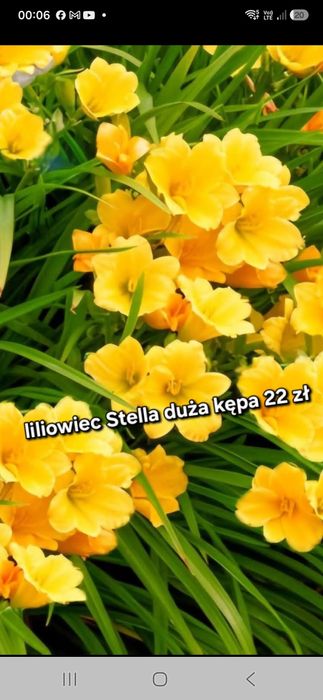 Liliowce ogrodowe 2 rodzajeł