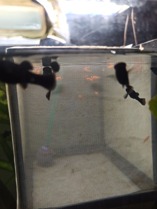 Molinezja black molly