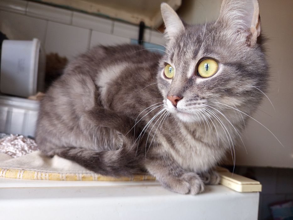 Лагідний Котик Димок