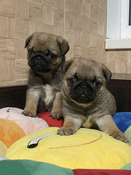 Мопс цуценята абрикосового рідкісного окрасу і бежеві. КСУ