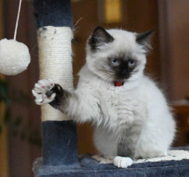 Ragdoll kotka seal mitted