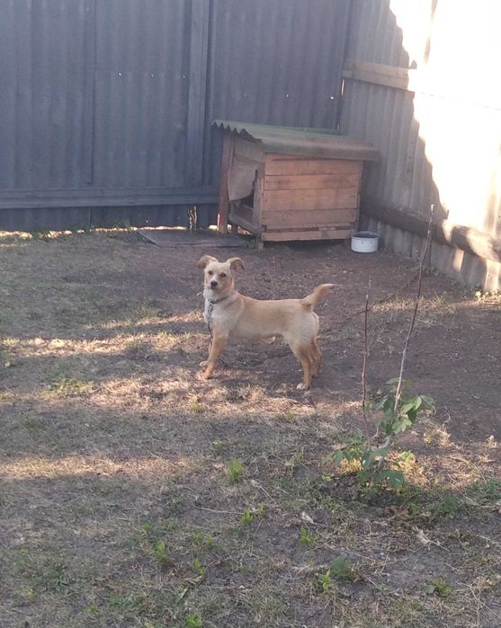 віддам у добрі руки