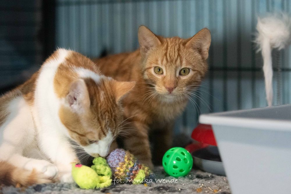 Piękny młodziutki LUZIK szuka domu