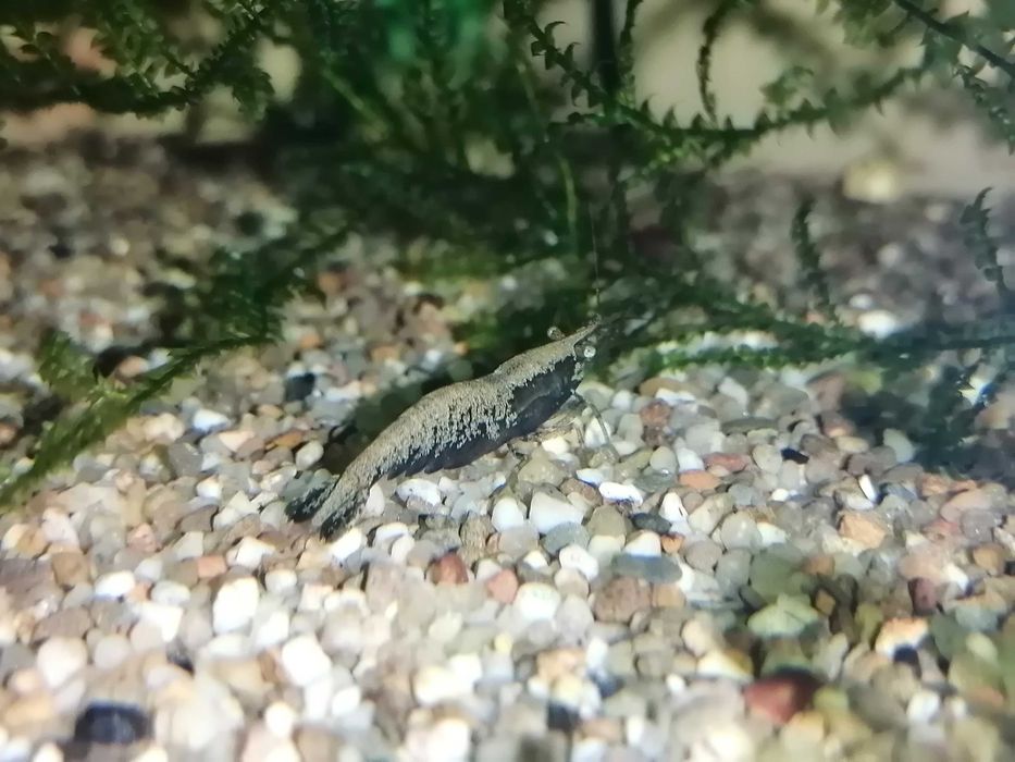 Camarões Baixa de preço  de aquário