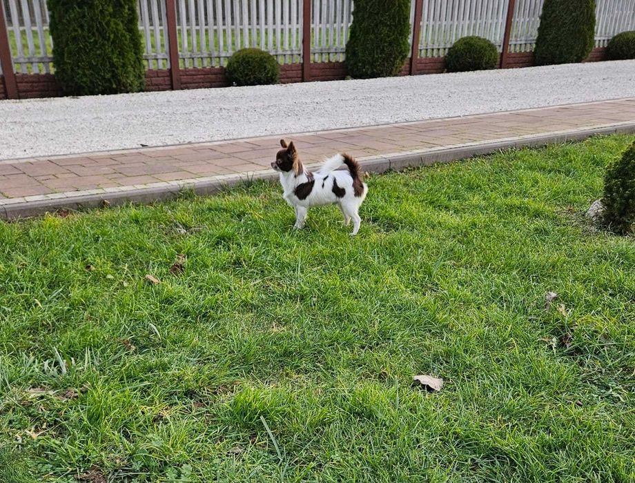 Chihuahua długowłosy czekoladowo-biały piesek