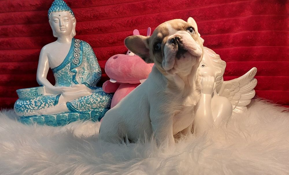 Bulldog francês olho azul