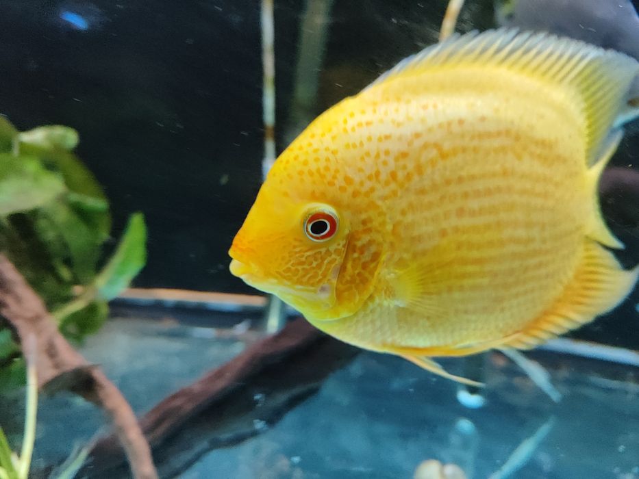 Severuns red spotted