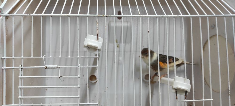 Cedo fêmeas de canário  de 2025