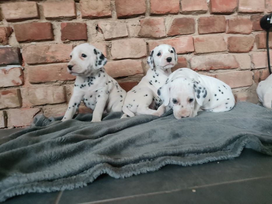 Dalmatyńczyk piesek