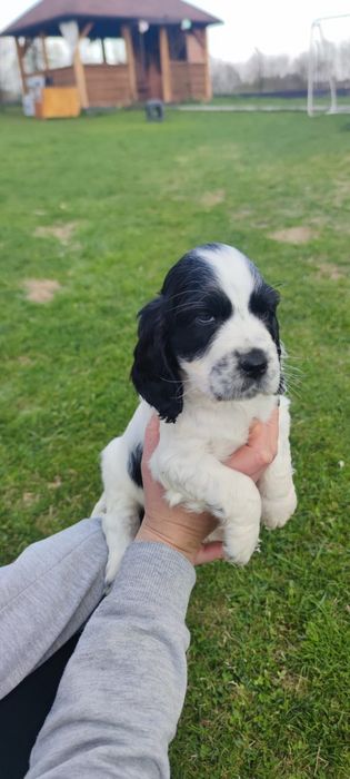Cockier spaniel angielski