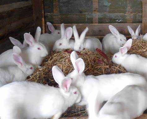 Продам крольчат от месяца до четырёх