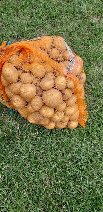 Ziemniaki Ziemniak młody jadalny